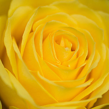 微距,特写,漂亮,活力,黄玫瑰