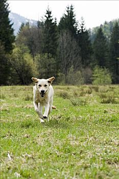 金毛猎犬,跑,地点