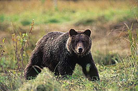 沿岸,大灰熊,棕熊,河口,大熊雨林,不列颠哥伦比亚省,加拿大