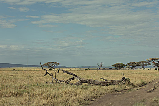 肯尼亚坦桑尼亚草原