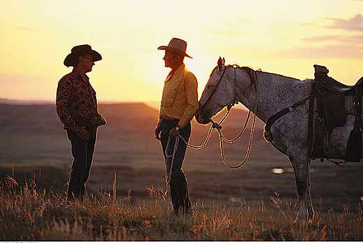 牛仔,马,日落,靠近,萨斯喀彻温,加拿大