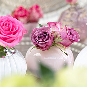 粉色,玫瑰,花瓶