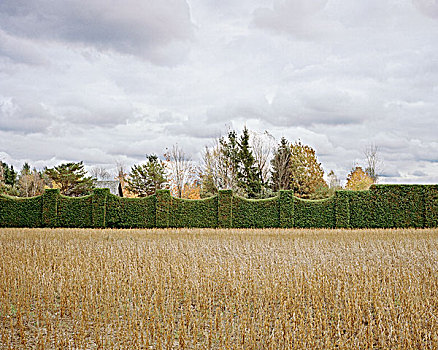 灌木篱墙