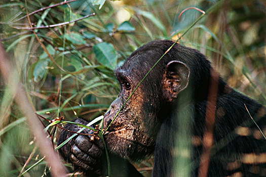 坦桑尼亚,冈贝河国家公园,雄性,黑猩猩,吃,水果,大幅,尺寸