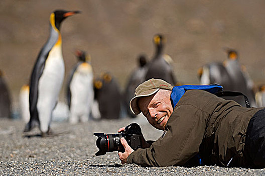 帝企鹅,生物群,摄影师,南乔治亚