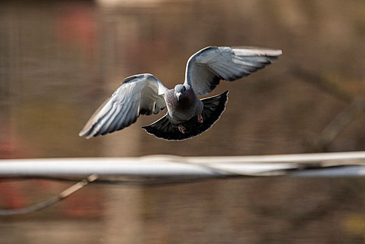 信鸽图片_信鸽图片大全_信鸽图片下载