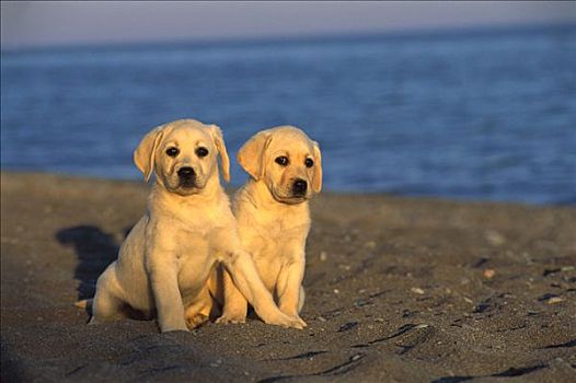 黄色拉布拉多犬,狗,两个,小狗,坐,一起,海滩
