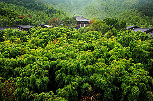 大唐贡茶院竹林