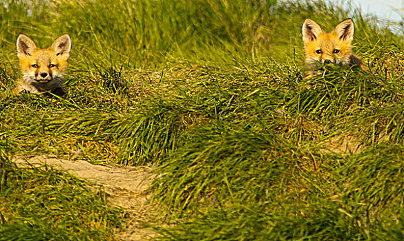 红狐,小动物,巢穴,场所,靠近,康拉德,蒙大拿,美国