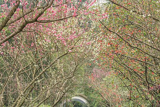 春天里成都杜甫草堂的竹林梅花草地道路