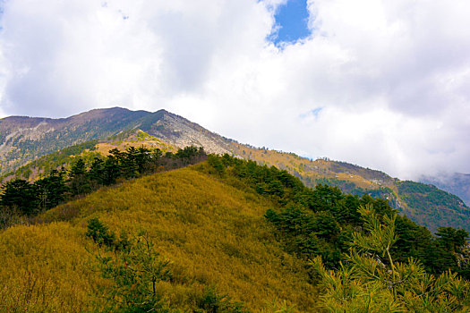 秦岭高山草甸