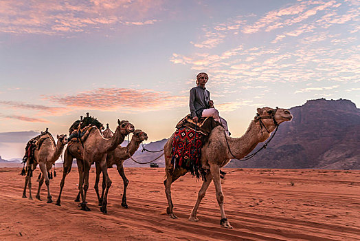 骆驼,荒芜,瓦地伦,约旦,亚洲