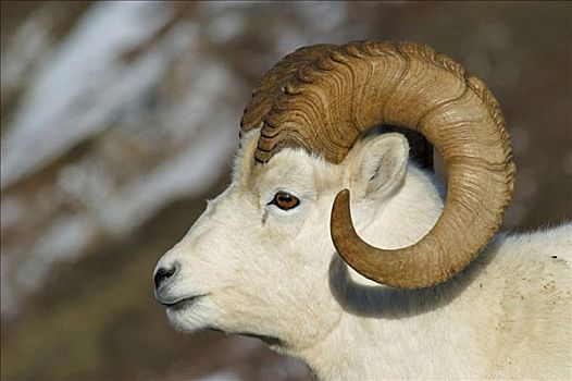 野大白羊,白大角羊,肖像,雪景,德纳里峰,国家公园,阿拉斯加,美国