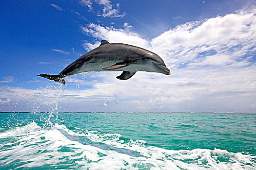 宽吻海豚,海豚,成年,跳跃,室外,海洋,洪都拉斯,加勒比,中美洲,拉丁美洲