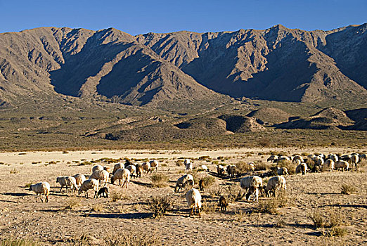 牧群,绵羊,放牧,阿根廷
