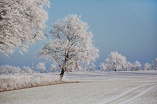 清新,下雪,冬天,风景