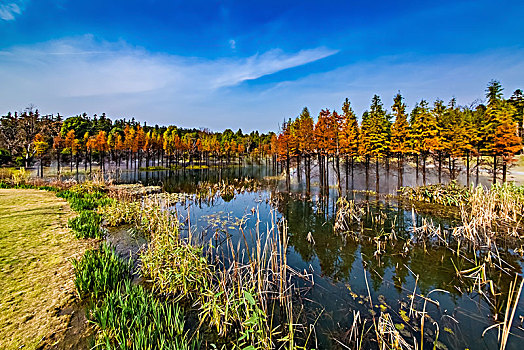 江苏省南京市银杏湖公园山谷湿地自然景观