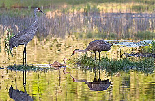 两个,沙丘鹤,幼仔,幼禽,沼泽