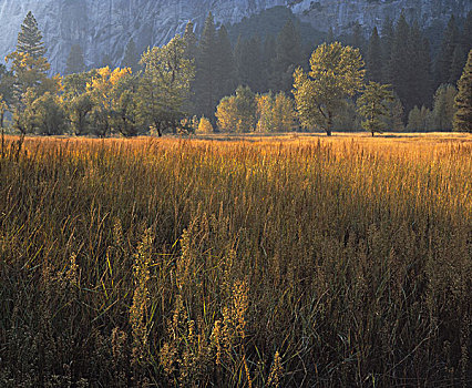 秋天,土地,优胜美地国家公园,加利福尼亚,美国