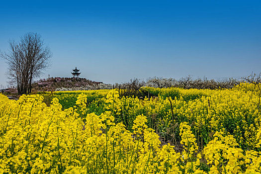 江苏省盐城市龙岗桃花园乡村田园自然景观