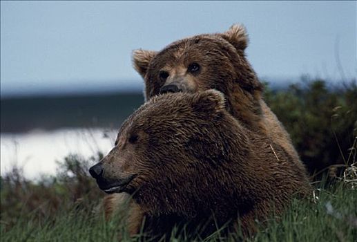 一对,棕熊,交配,罐,宽,脸,科迪亚克熊,阿拉斯加,美国
