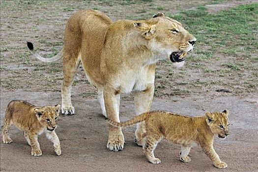 非洲狮,狮子,母兽,6-7岁,星期,老,幼兽,脆弱,马赛马拉国家保护区,肯尼亚