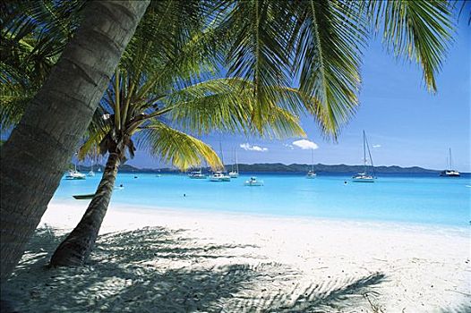 白沙滩,棕榈树,俯瞰,湾,帆船,英属维京群岛,加勒比海