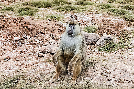 肯尼亚安博塞利国家公园狒狒生态环境