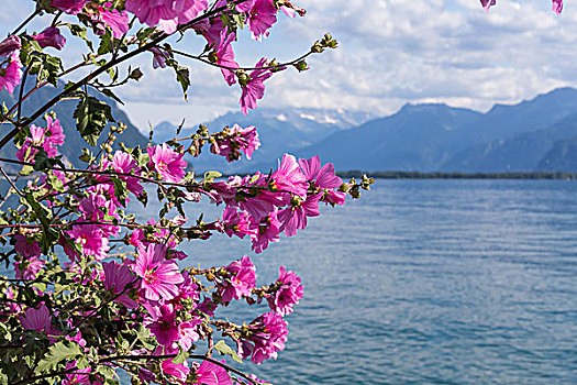 花,山,日内瓦湖