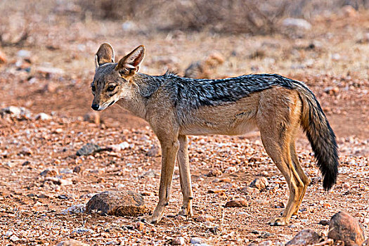 黑背狐狼,萨布鲁国家公园,肯尼亚,非洲