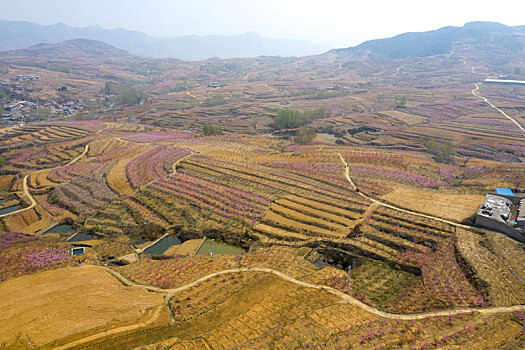 山东蒙阴乡村桃花