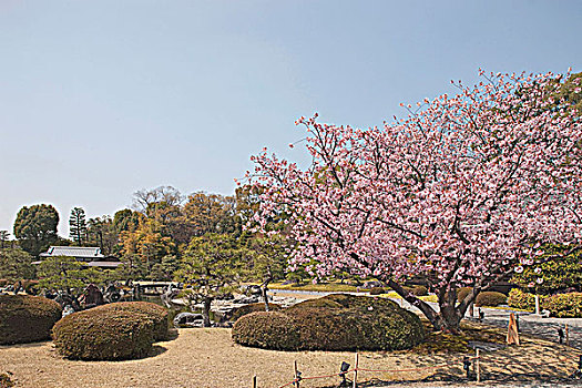 二条城,京都,日本