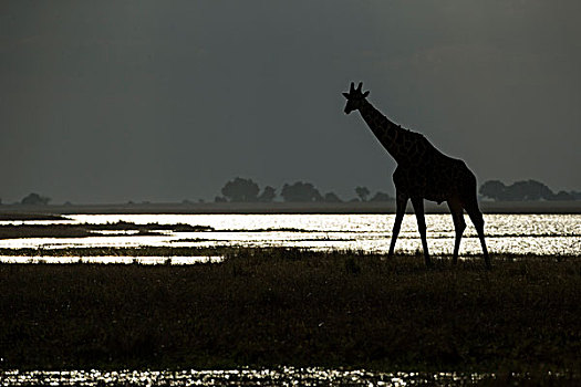 非洲,博茨瓦纳,乔贝国家公园,剪影,长颈鹿,走,乔贝