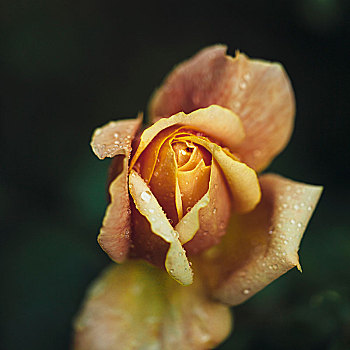 玫瑰花瓣,花园,雨