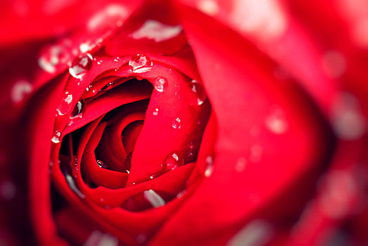 特写,美丽,深红,玫瑰