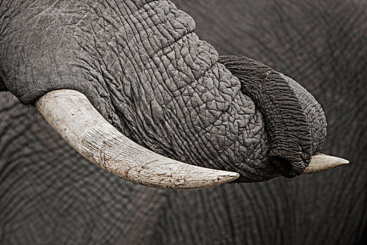 非洲象,象鼻,獠牙,特写,鹳,乔贝,地区,博茨瓦纳,非洲