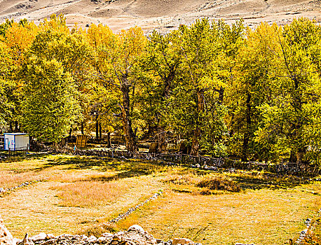 新疆,树林,秋色,黄叶,帐蓬
