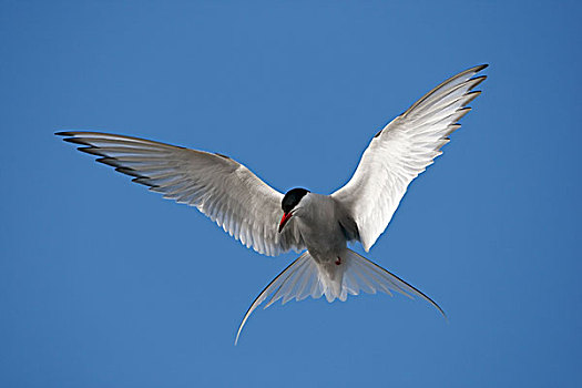 北极燕鸥,飞,爱沙尼亚