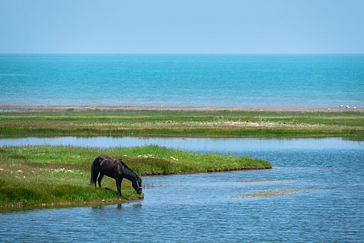青海湖边正在饮水的骏马