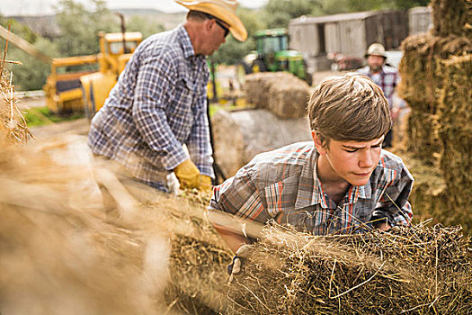 成人,男孩,农场,移动,干草包