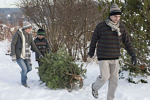 家庭,圣诞树,雪橇