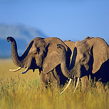 非洲象,一对,嗅,空气,肯尼亚