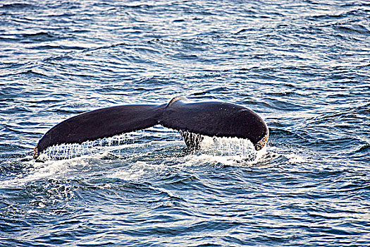 驼背鲸,大翅鲸属,鲸鱼,纽芬兰,加拿大