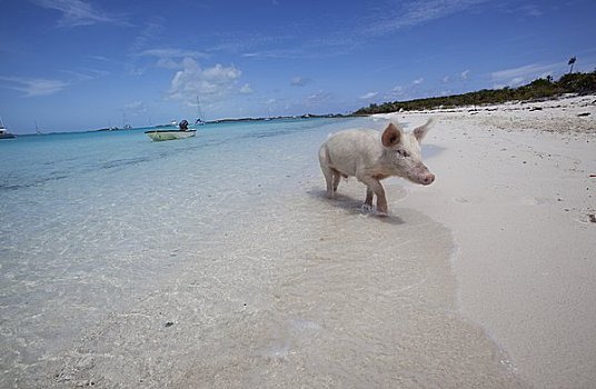 巴哈马,猪,海滩