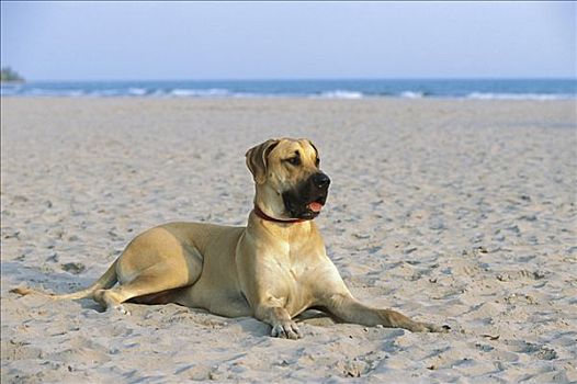 大丹犬,狗,自然,耳,海滩