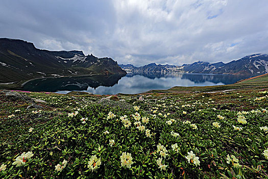 天池边的高山杜鹃