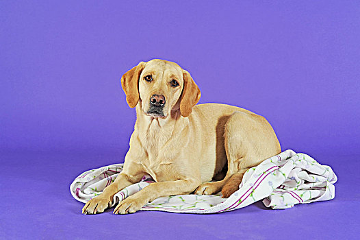 拉布拉多犬,黄色,狗,躺着,毯子