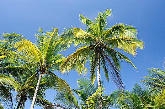 椰树,椰,太平洋,海岸,哥斯达黎加,中美洲