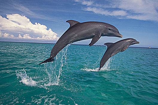 加勒比,宽吻海豚,加勒比海,洪都拉斯