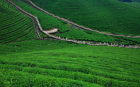 茶园,茶山,茶叶,翠绿,线条,绿茶,绿色,山
